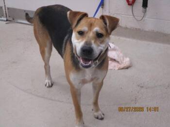 Baxter(24) -  Shepherd Dog for Adoption in Marietta, Georgia - Baxter(24) | PetCurious