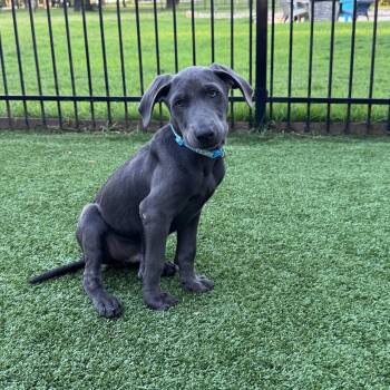 Marvin Song -  Labrador Retriever Dog for Adoption in Fort Worth, Texas - Marvin Song | PetCurious