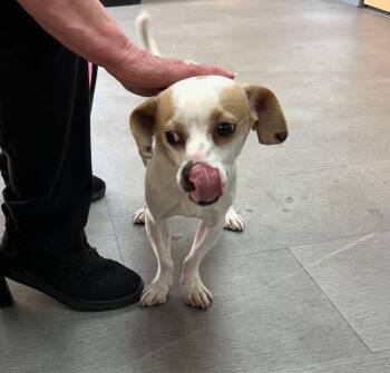 Archer -  Beagle and Chihuahua Dog for Adoption in Los Angeles, California - Archer | PetCurious