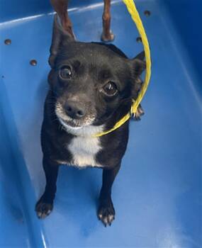 Mixed Breed Dogs Available for Adoption in Dallas, Texas - BARBIE | PetCurious