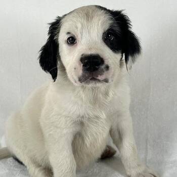 Ambrosia -  Bernese Mountain Dog and Saint Bernard Dog for Adoption in Johnson City, Tennessee - Ambrosia | PetCurious