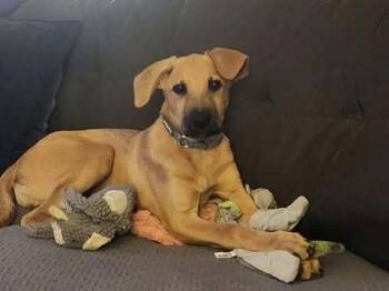 Stevie -  German Shepherd Dog Dog for Adoption in Fredonia, Wisconsin - Stevie | PetCurious
