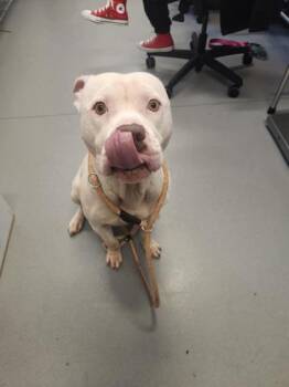Ferb -  Mixed Breed Dog for Adoption in West Chester, Pennsylvania - Ferb | PetCurious