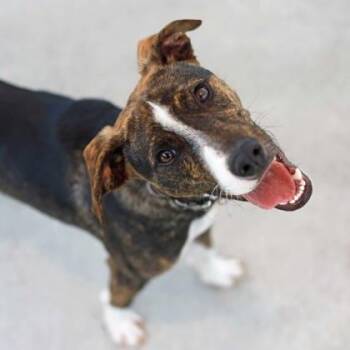 Mr Darcy -  Terrier and Mixed Breed Dog for Adoption in Atlanta, Georgia - Mr Darcy | PetCurious