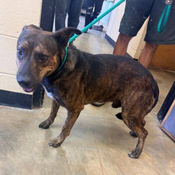 Tucker -  Mixed Breed Dog for Adoption in Corinth, Mississippi - Tucker | PetCurious