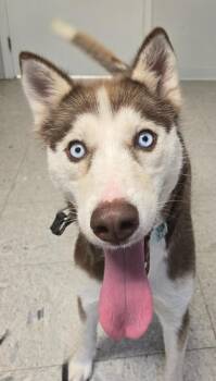 MARGARET -  Husky Dog for Adoption in Sandusky, Ohio - MARGARET | PetCurious