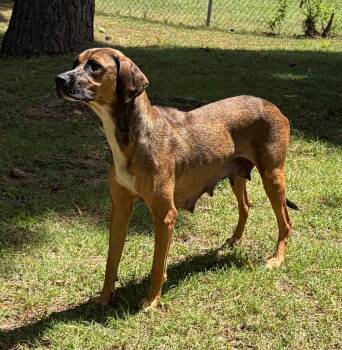 Mama Angel -  Labrador Retriever Dog for Adoption in Little Rock, Arkansas - Mama Angel | PetCurious