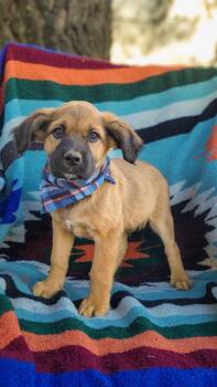 Rescue Australian Cattle Dog Blue Heeler Dogs for Adoption in Anza, California - Chai | PetCurious