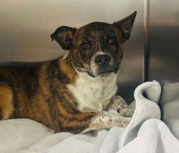 Mixed Breed Dogs Available for Adoption in West Chester, Pennsylvania - Opie | PetCurious