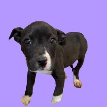 Pit Bull Terrier Dogs Available for Adoption - TUSC-Stray-83385 | PetCurious