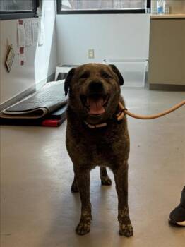 Mixed Breed Dogs Available for Adoption in Santa Fe, New Mexico - EDDY | PetCurious