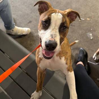 Koki -  Terrier Dog for Adoption in Tampa, Florida - Koki | PetCurious