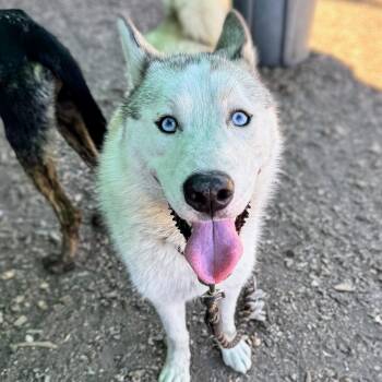 Palomino -  Husky Dog for Adoption in Oakland, California - Palomino | PetCurious