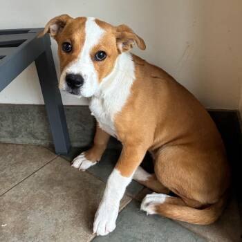Layla -  Mixed Breed Dog for Adoption in Chattanooga, Tennessee - Layla | PetCurious