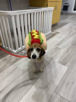 Olga -  Beagle Dog for Adoption in Maidens, Virginia - Olga | PetCurious
