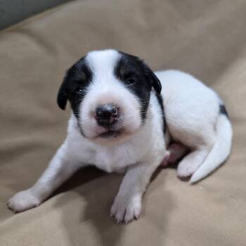 CT Mask avail Oct 24 (Scarecrow Festival- Somers, CT) -  Australian Shepherd Dog for Adoption in Stormville, New York - CT Mask Avail Oct 24 (Scarecrow Festival- Somers, CT) | PetCurious