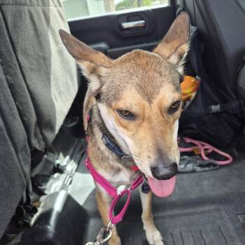 Bloo - November -  Shepherd and Mixed Breed Dog for Adoption in Portland, Texas - Bloo - November | PetCurious