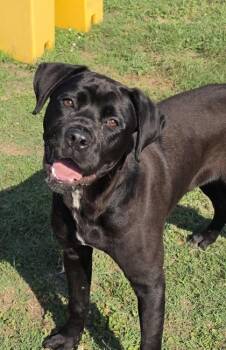 Ostrich -  Boxer and Mixed Breed Dog for Adoption in Conway, South Carolina - Ostrich | PetCurious
