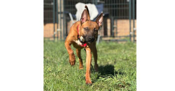 Rescue Belgian Shepherd Malinois Dogs for Adoption in Naperville, Illinois - Fireball | PetCurious