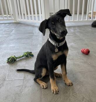 **GEMMA** -  Shepherd Dog for Adoption in North Prairie, Wisconsin - **GEMMA** | PetCurious