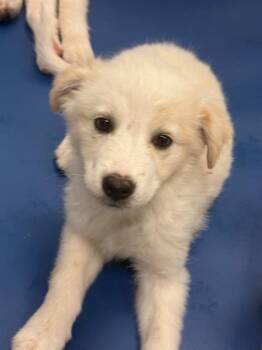 CELINA -  Mixed Breed Dog for Adoption in Dallas, Texas - CELINA | PetCurious