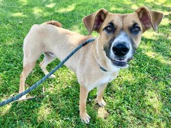 OAKLY -  German Shepherd Dog and Mixed Breed Dog for Adoption in Albuquerque, New Mexico - OAKLY | PetCurious