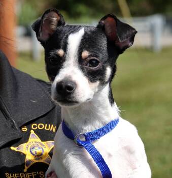 Cooper -  Rat Terrier and Chihuahua Dog for Adoption in Millfield, Ohio - Cooper | PetCurious