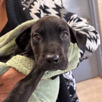 Rescue Black Labrador Retriever and Pit Bull Terrier Dogs for Adoption in Roxboro, North Carolina - Cora | PetCurious