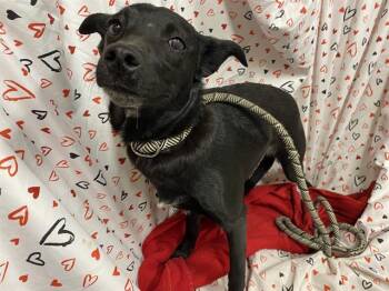 Chihuahua and Mixed Breed Dogs Available for Adoption - A606948 | PetCurious