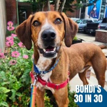 Presley -  Redbone Coonhound and Mixed Breed Dog for Adoption in Richmond, Virginia - Presley | PetCurious