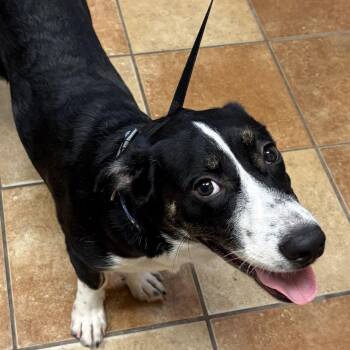 FWT Spence -  Corgi and Mixed Breed Dog for Adoption in Midland, Texas - FWT Spence | PetCurious