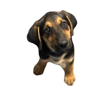 Xander -  Hound Dog for Adoption in Red Bluff, California - Xander | PetCurious