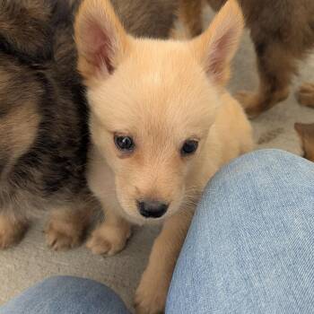 Cherry -  Mixed Breed Dog for Adoption in Fenton, Michigan - Cherry | PetCurious