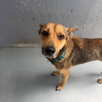 Shepherd and Mixed Breed Dogs Available for Adoption in Kyle, Texas - TROPICHOP | PetCurious