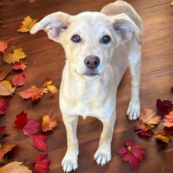 Almond Joy -  Mixed Breed Dog for Adoption in Mobile, Alabama - Almond Joy | PetCurious