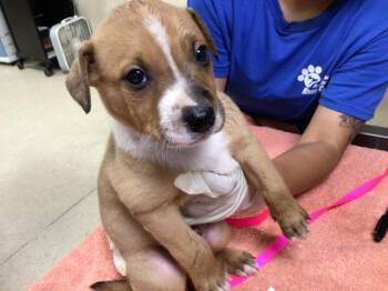 German Shepherd Dog and Mixed Breed Dogs Available for Adoption in Riverside, California - TOAST | PetCurious