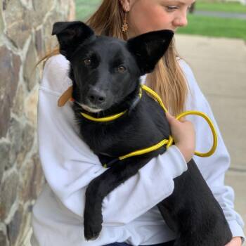 Black Labrador Retriever and Border Collie Dogs Available for Adoption in Sparta, New Jersey - Miley | PetCurious