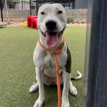 Pit Bull Terrier Dogs Available for Adoption in Apache Junction, Arizona - Kira | PetCurious