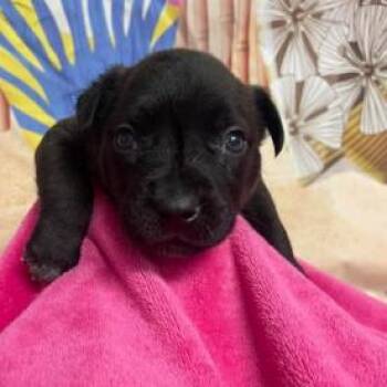 Cattle Dog and Mixed Breed Dogs Available for Adoption in Fort Collins, Colorado - Barney | PetCurious