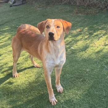 Willie -  Hound and Mixed Breed Dog for Adoption in Mooresville, North Carolina - Willie | PetCurious