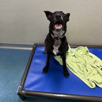 Rescue Mixed Breed Dogs for Adoption in Ponca City, Oklahoma - Cookie | PetCurious