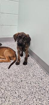 Daphne -  Terrier Dog for Adoption in Athens, Tennessee - Daphne | PetCurious