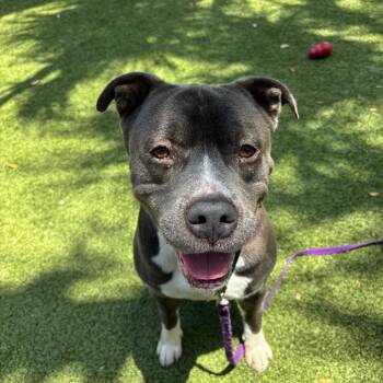 Magic -  Mixed Breed Dog for Adoption in Sarasota, Florida - Magic | PetCurious