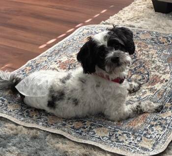 Kenny -  Mixed Breed Dog for Adoption in Maineville, Ohio - Kenny | PetCurious