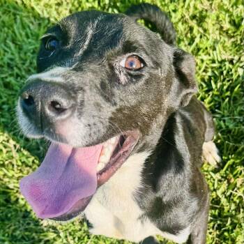 Rescue Black Labrador Retriever and Labrador Retriever Dogs for Adoption in Enfield, Connecticut - Doug | PetCurious
