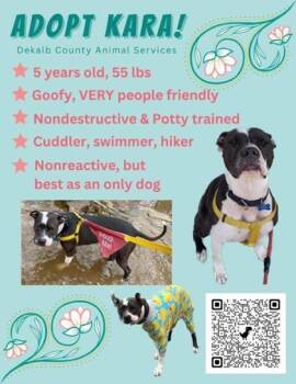 Kara- IN FOSTER -  Mixed Breed Dog for Adoption in Chamblee, Georgia - Kara- IN FOSTER | PetCurious