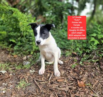 Pointer Dogs Available for Adoption in Oviedo, Florida - Lil Zoodle | PetCurious