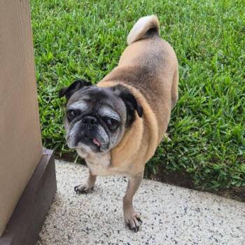 Pug Dogs Available for Adoption in Alvin, Texas - Lizzie | PetCurious