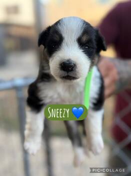 Sneezy -  Akita Dog for Adoption in Lodi, California - Sneezy | PetCurious