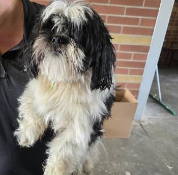 DOMINO -  Shih Tzu Dog for Adoption in Grovetown, Georgia - DOMINO | PetCurious